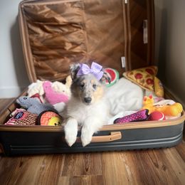 Jasmine - Blue merle female Collie puppy in Chilhowie, Virginia from Jolly Collies & Kingdom Elite Yorkshire Terriers