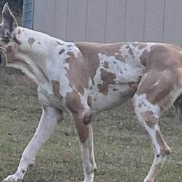 Great Danes from QC MOSS DANES