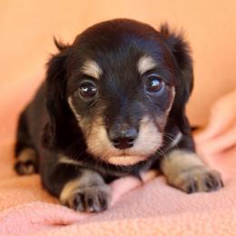 Harlem - Black and cream female Dachshund puppy in Roanoke, Alabama from 3B Doxies
