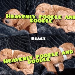 Beast - Red  male Poodle puppy in Lancaster, California from Heavenly poodle and doodle