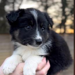 Odin - Boy 4 - Black & white male Miniature Australian Shepherd puppy in Murfreesboro, Tennessee from Norby's Mini Aussies
