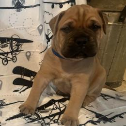 Jet (Blue collar) - Fawn male Bullmastiff puppy in Carrollton, Texas from Meteora Bullmastiffs
