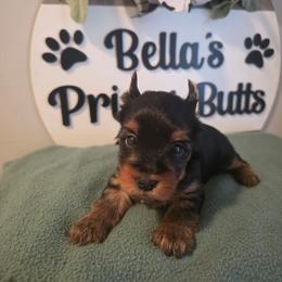 Diggs - Black and tan male Yorkshire Terrier puppy in Clermont, Florida from Bella's Prissy Butts