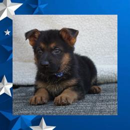 Nico - Black and red male German Shepherd puppy in Muldrow, Oklahoma from Reizarf Kennels