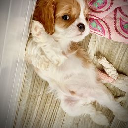 Cavalier King Charles Spaniel Puppies from Bella Fleur Cavaliers