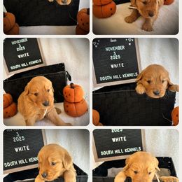White Girl - Dark golden female Golden Retriever puppy in Middleburg, Pennsylvania from South Hill Golden Retrievers
