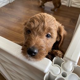 Goldendoodle Puppies from Dapper Doodles of Tennessee