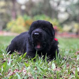 German Shepherd Puppies from Zwinger vom Schneider Wald