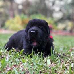 German Shepherd Puppies from Zwinger vom Schneider Wald