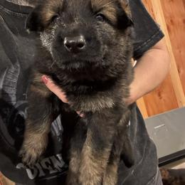 Girl 3 - female German Shepherd puppy in Laurens, New York from Vom Chivalry Haus German Shepherds