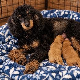 Keisha - Bernedoodle