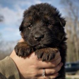 Aryn - Black and red male German Shepherd puppy in Lexington, Virginia from Stahlhaus ( Previously Buffelbach Farmstead Shepherds)