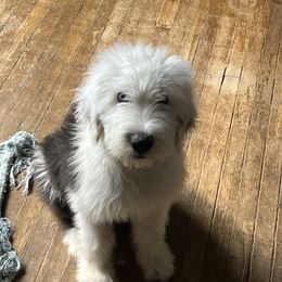 Smudge - Blue gray and white female Old English Sheepdog puppy in Erie, Pennsylvania from Karl Kennels