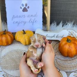 Cider - Apricot male Australian Labradoodle puppy in Connersville, Indiana from Dessie's Doodles
