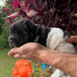 Bessie - Black female Chinese Shar-Pei puppy in Auburn, Kansas from Justin's Chinese Shar-Pei