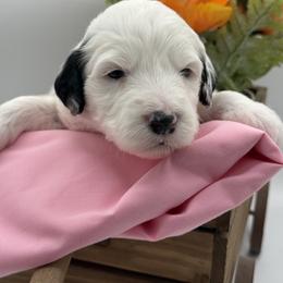 Pink collar - Black and white female Sheepadoodle puppy in Camden, North Carolina from Luv My Doodle