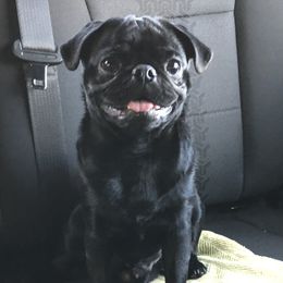 Rosco - Pug