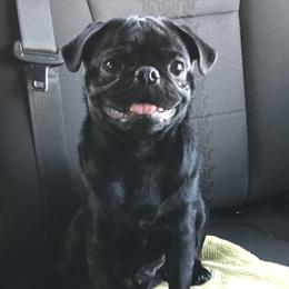 Rosco - Pug