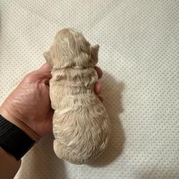 Dream - Cream female Poodle puppy in Azle, Texas from Texas Kissed K9s