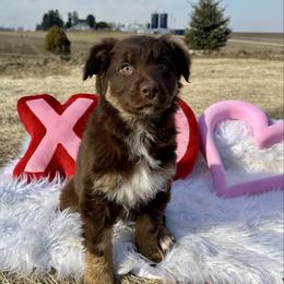 Mira - Red tri-color female Australian Shepherd puppy in West Union, Iowa from Boundless Hearts Australian Shepherds LLC