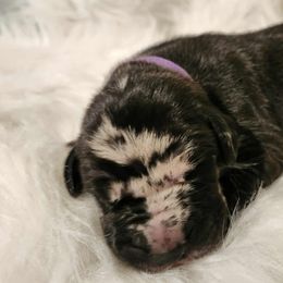 Andromeda - purple collar - Merle female Great Dane puppy in Albany, Oregon from Red Cloud Australian Shepherds and DeGray Great Danes & Bulldogs