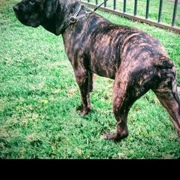 Cane Corso All Grown Up from La Muerte Corso Kennel