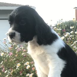 Manhattan - English Springer Spaniel puppy in California from Alerion English Springer Spaniels