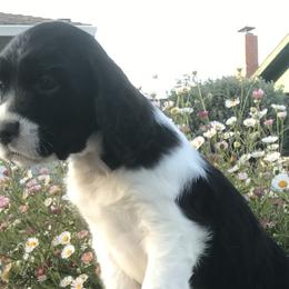 Manhattan - English Springer Spaniel puppy in California from Alerion English Springer Spaniels