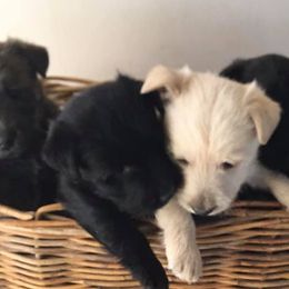 Scottish Terriers from Green Meadows Scottish Terriers