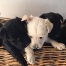 Scottish Terriers from Green Meadows Scottish Terriers
