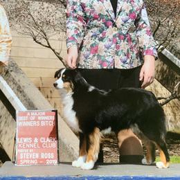 Luna - Miniature American Shepherd