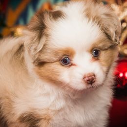 Toy Australian Shepherd Puppies from No Limit Ranch Miniature and Toy Australian Shepherds