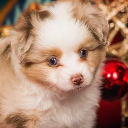 Toy Australian Shepherd Puppies from No Limit Ranch Miniature and Toy Australian Shepherds
