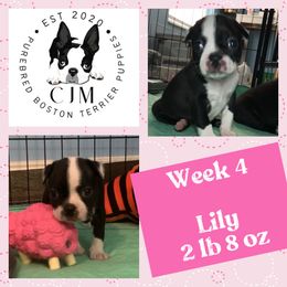 Lily - Black and white Boston Terrier puppy in Jupiter, Florida from CJM Boston and Boxer Puppies