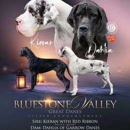 Great Dane puppies from Bluestone Valley Great Danes
