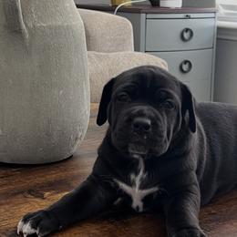 Girl 1 - Black female Cane Corso puppy in Mansfield, Texas from Majestic Pride Cane Corso LLC