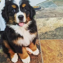 Bernese Mountain Dog, Golden Mountain Dog, and Golden Retriever Puppies from Grateful Bernese & Gage's Goldens
