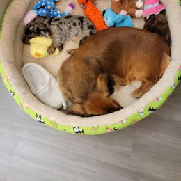 Dachshund Puppies from Hyder's Dachshunds