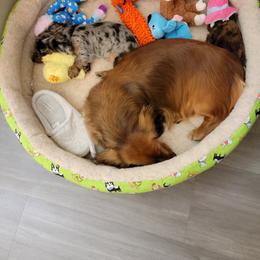 Dachshund Puppies from Hyder's Dachshunds