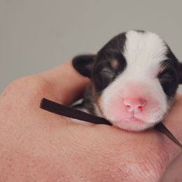 Pembroke Welsh Corgi Puppies from Ridge Top Corgis