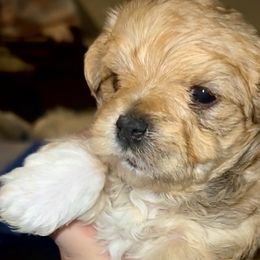 Morkies from The Morkie Mom