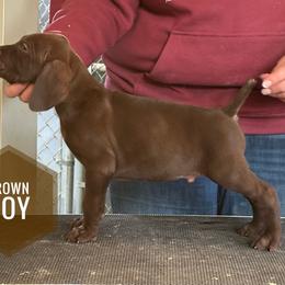 Solid Liver Boy - Liver male German Shorthaired Pointer puppy in Dearborn, Missouri from Hardwood Kennels
