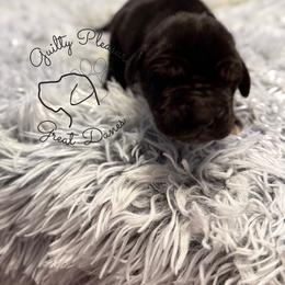 Cricket - Black female Great Dane puppy in Norton, Ohio from Guilty Pleasure Great Danes & Frenchies