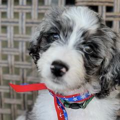 Double Doodles from Dos Rios Doodles