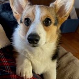 Pembroke Welsh Corgi All Grown Up from Popp Ranch Pembroke Welsh Corgis