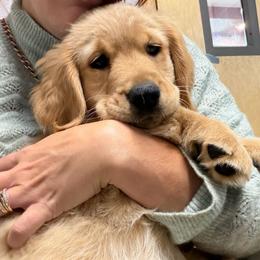 Birdie - Golden female Golden Retriever puppy in Post Falls, Idaho from Mountain View Goldens