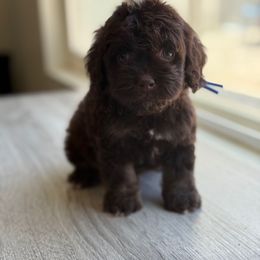 Carter - Brown male Cockapoo puppy in Palmdale, California from Pucci Pawfect