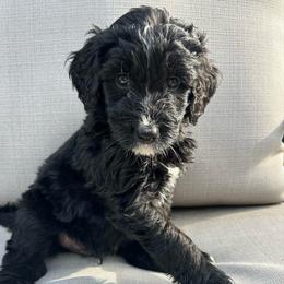 Licorice - Black and white male Bernedoodle puppy in High Point, North Carolina from Kingsfield Doodles