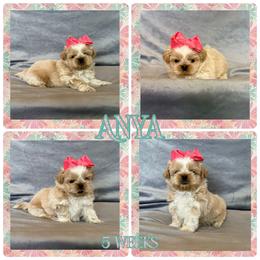 Anya - Cream and white female Shih Tzu puppy in Yelm, Washington from Lala's All Star Shih Tzu