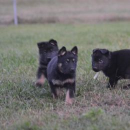 German Shepherd Puppies from Ryndal Working Dogs